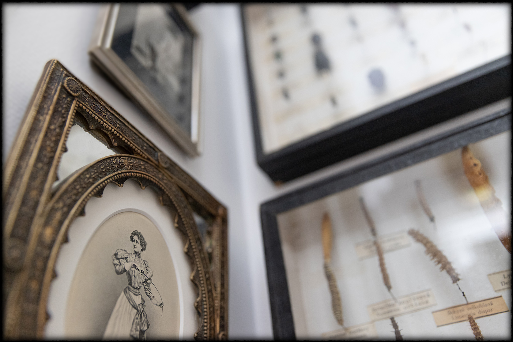 Etrange taxidermie de chenilles
